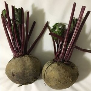 糖料甜菜种子