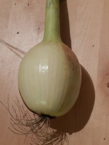 秋季洋葱种子