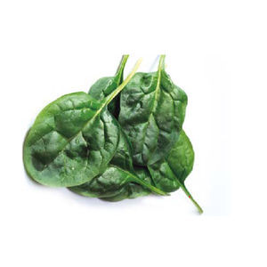 春季菠菜种子