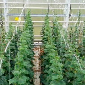 抗白粉病黄瓜种子