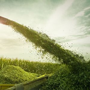 青贮玉米种子
