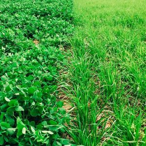 羊茅动物饲料