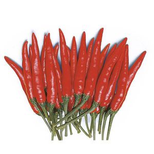 红色菜椒种子