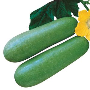 早熟南瓜种子