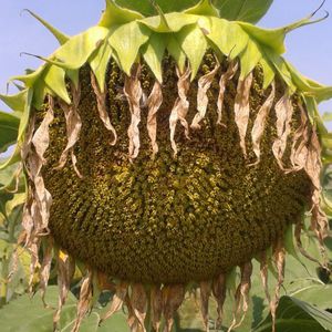 早熟向日葵种子