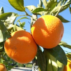 橙树