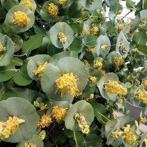 花圃花灌木