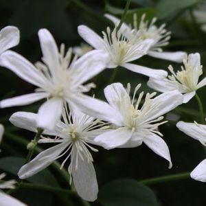 多年生花卉植物