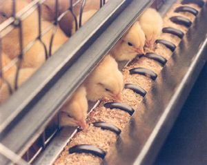 笼子肉鸡饲养系统