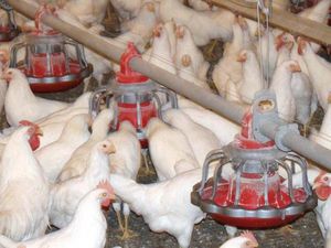禽类喂食盘
