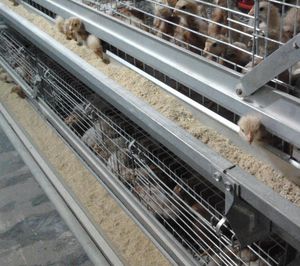 雏鸡饲养系统