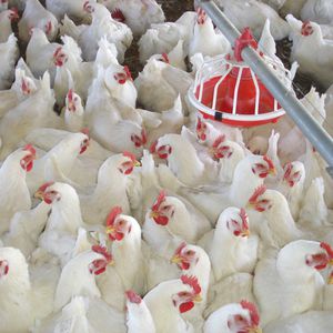 肉鸡禽舍系统 1