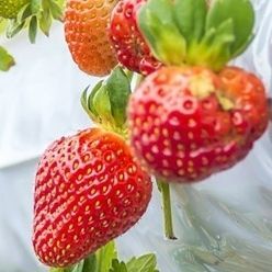 可回收种植袋