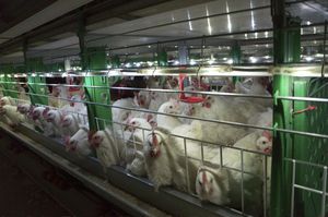 笼子肉鸡饲养系统 1