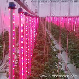温室照明系统 1