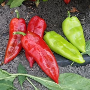 红色菜椒种子 1