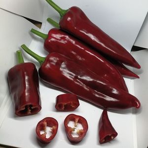 半早熟菜椒种子 1