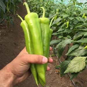 早熟菜椒种子 1