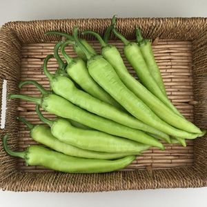 早熟菜椒种子 1