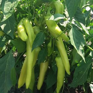 大棚栽培菜椒种子 1
