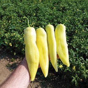 大棚栽培菜椒种子 1