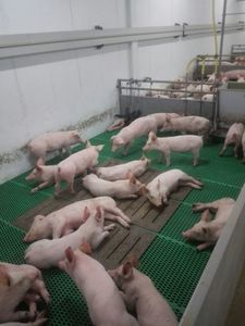 塑料漏粪板