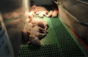 塑料仔猪保育栏 1