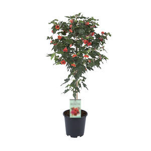 盆栽花灌木