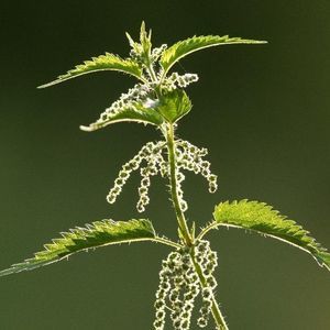 一年生荨麻种子