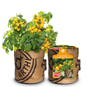 黄色小蕃茄种子
