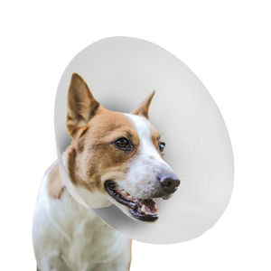犬用环箍