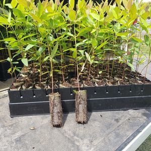 纸质育苗盆纸