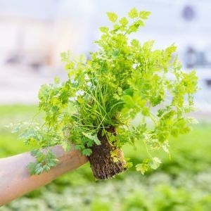 纸质育苗盆纸