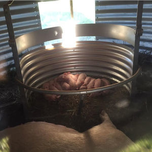 猪崽饲养笼舍