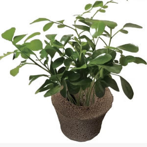 穴盘种植基质