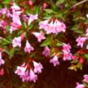 粉红花花灌木