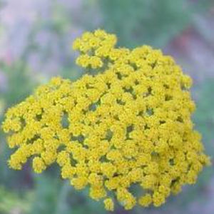 多年生花卉植物 1
