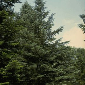 松类阔叶树