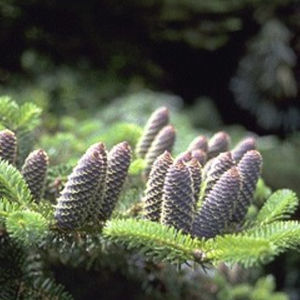 松类阔叶树