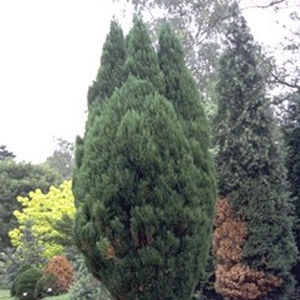 松类阔叶树