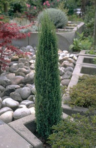 松类阔叶树