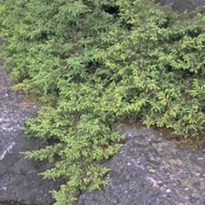 松类阔叶树