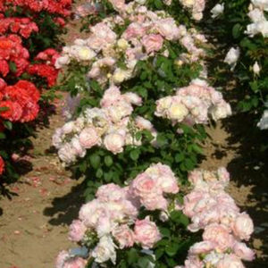 粉红花花灌木