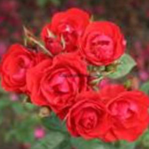 红花花灌木