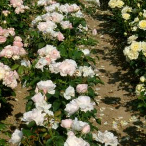 黄花花灌木