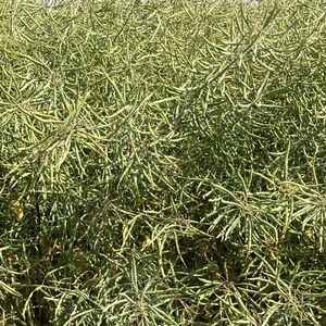 半早熟油菜种子