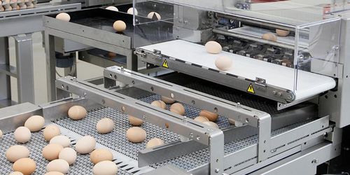 鸡蛋分级机 - Pas Reform Hatchery Technologies - 带式