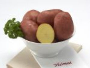 极早熟土豆种子 - Bellarosa - EUROPLANT Pflanzenzucht GmbH - 食用 / 长 / 抗疮痂病