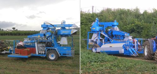 菜豆类收割机 - RF1 - Fontana S.r.l. - attrezzature agricole - 四季豆 / 牵引式 / 抽吸式