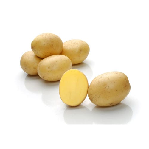 半早熟土豆种子 - Toscana - Solana GmbH & Co. KG - 食用 / 长 / 中等